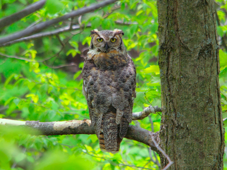 Great_Horned_Owl,_Schlitz_Audubon_Center_Milwaukee_Wisconsin