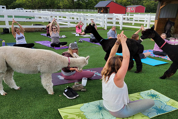 wi-outdoor-fitness-events-alpaca-yoga